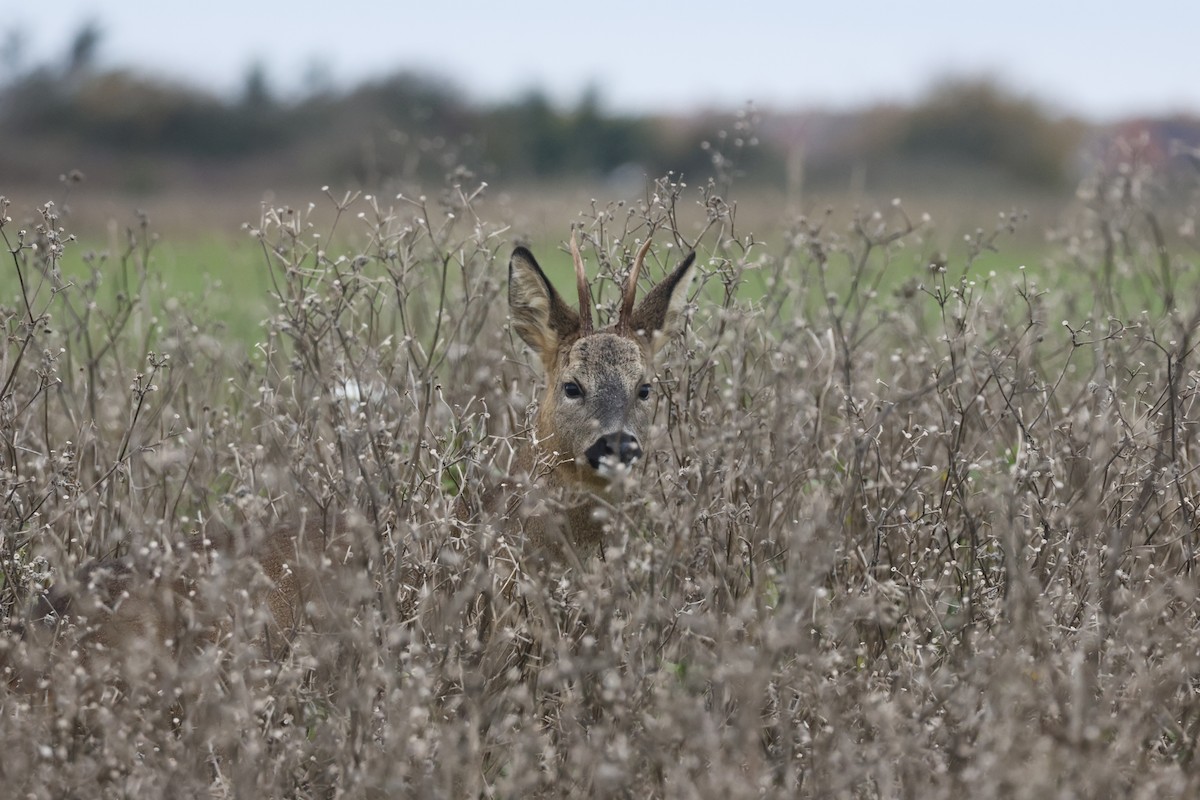 Western Roe Deer - ML645444077
