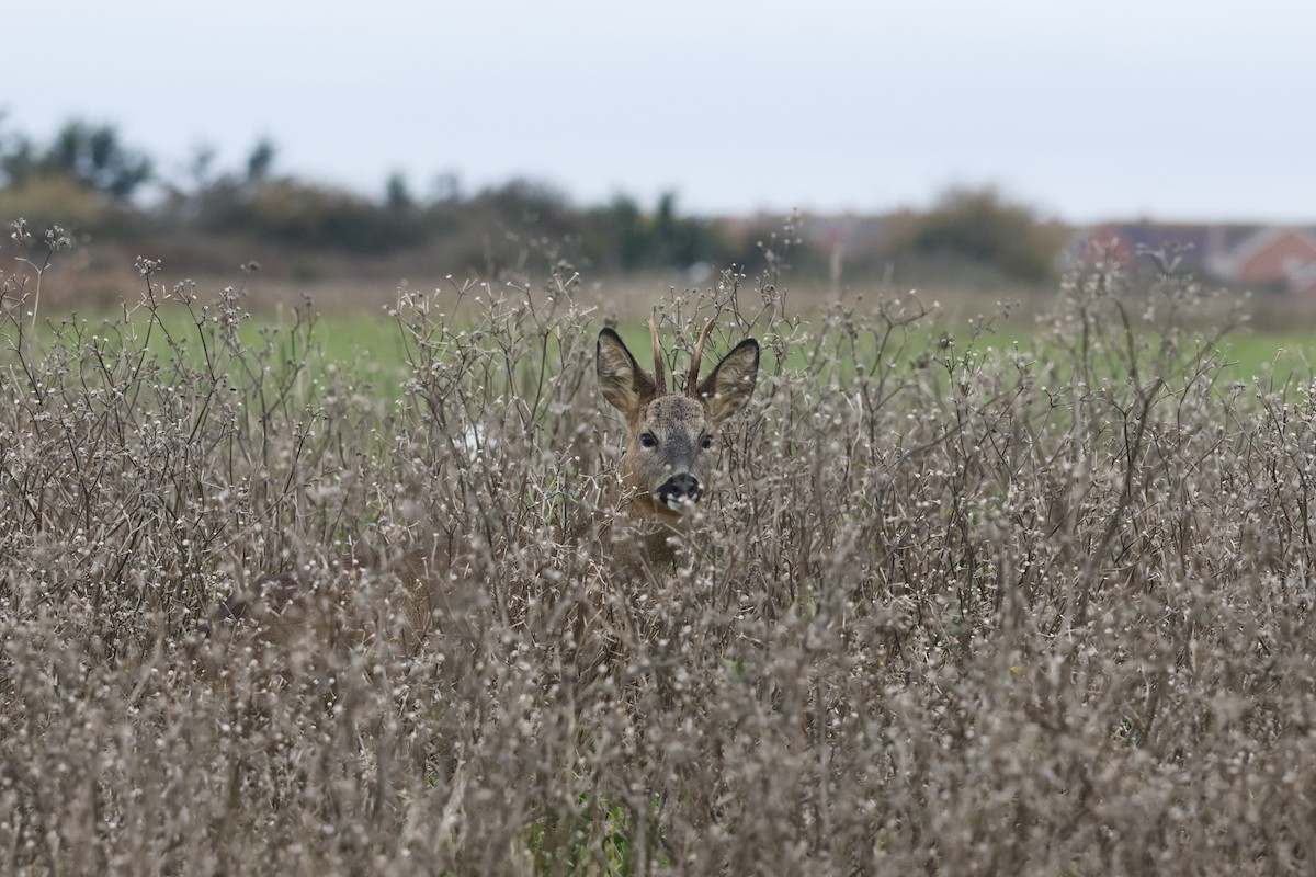 Western Roe Deer - ML645444078