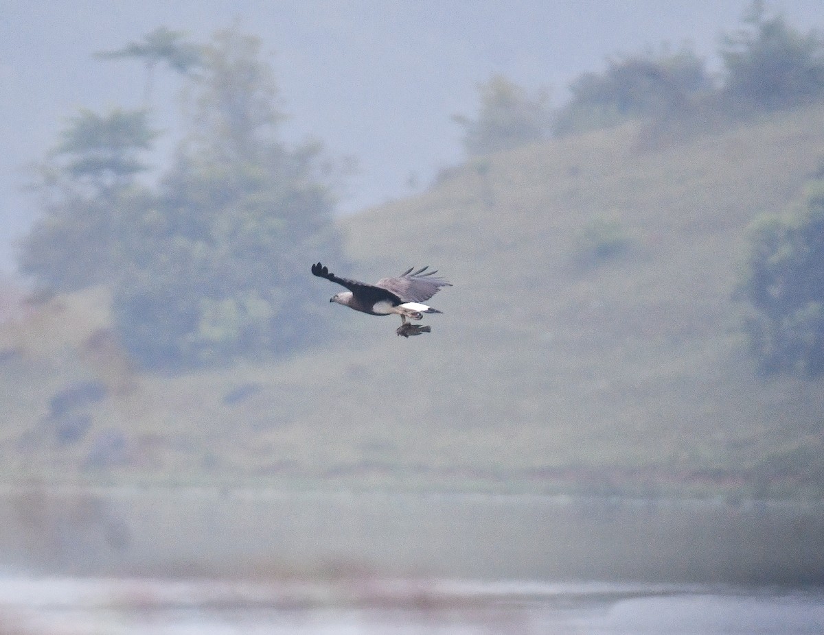 Gray-headed Fish-Eagle - ML645444079