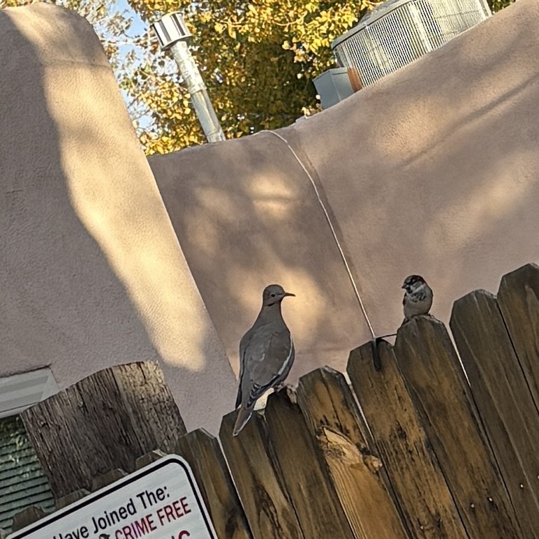 White-winged Dove - ML645444083