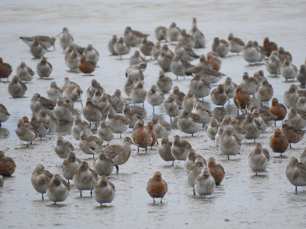 břehouš rudý - ML645444100