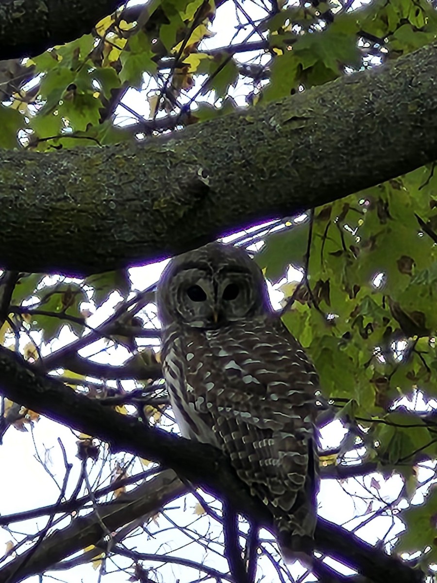 Barred Owl - ML645444101