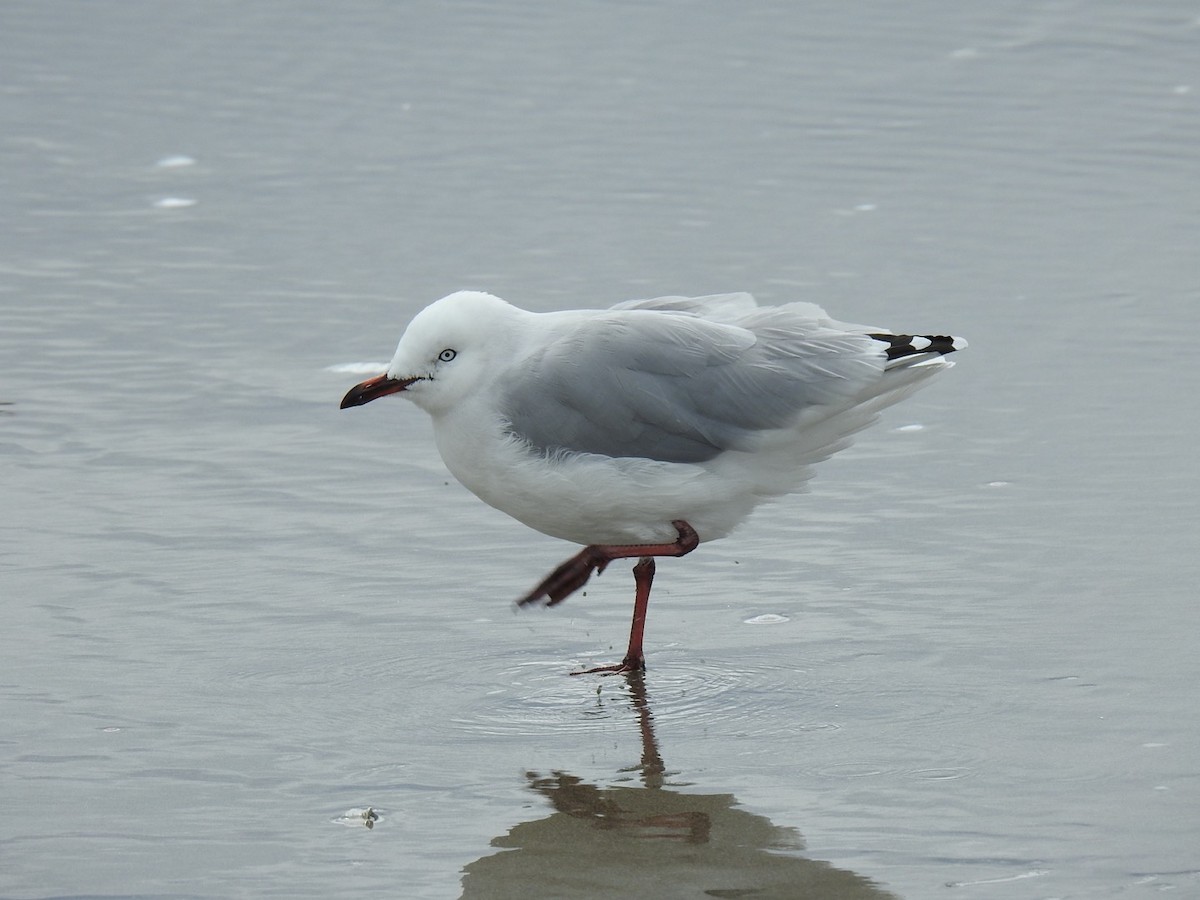 racek australský - ML645444111