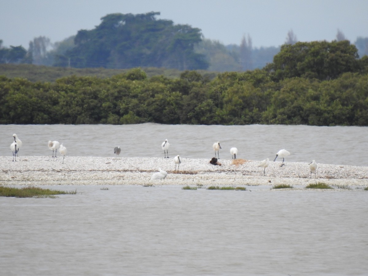 kolpík královský - ML645444118