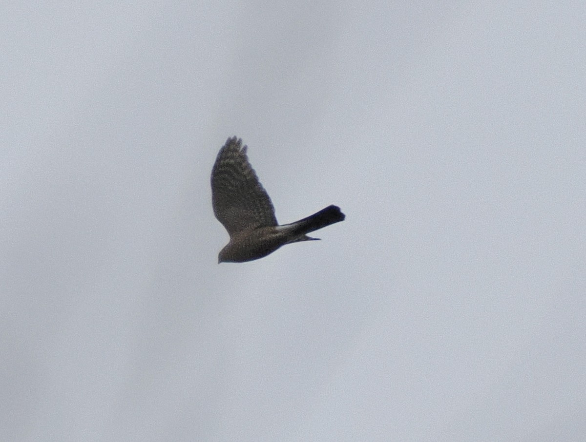 Sharp-shinned/Cooper's Hawk - ML645444119