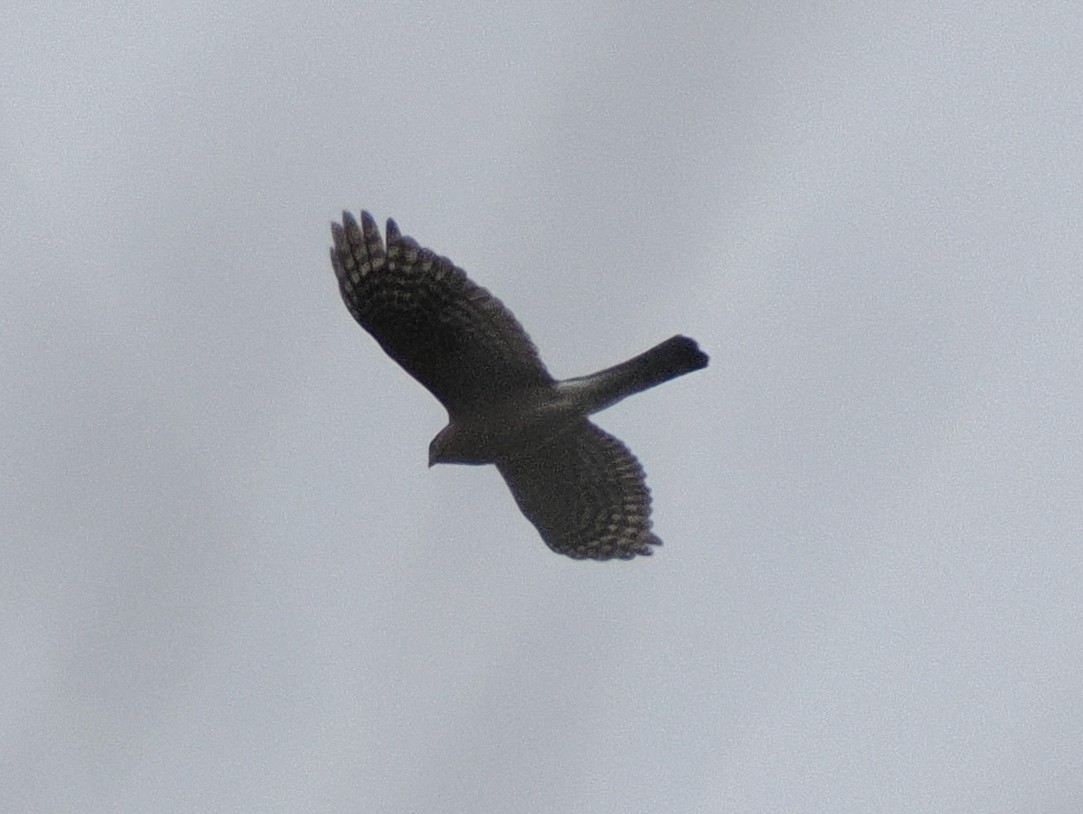 Sharp-shinned/Cooper's Hawk - ML645444121