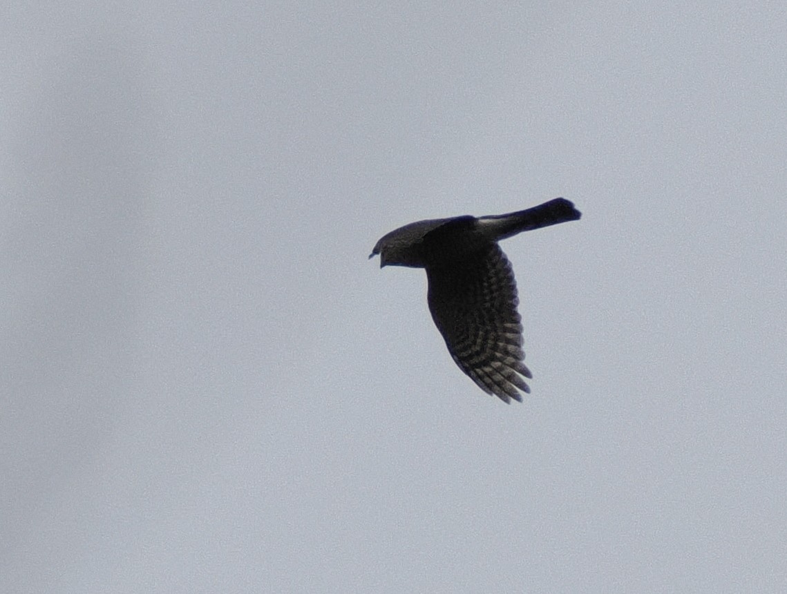 Sharp-shinned/Cooper's Hawk - ML645444122