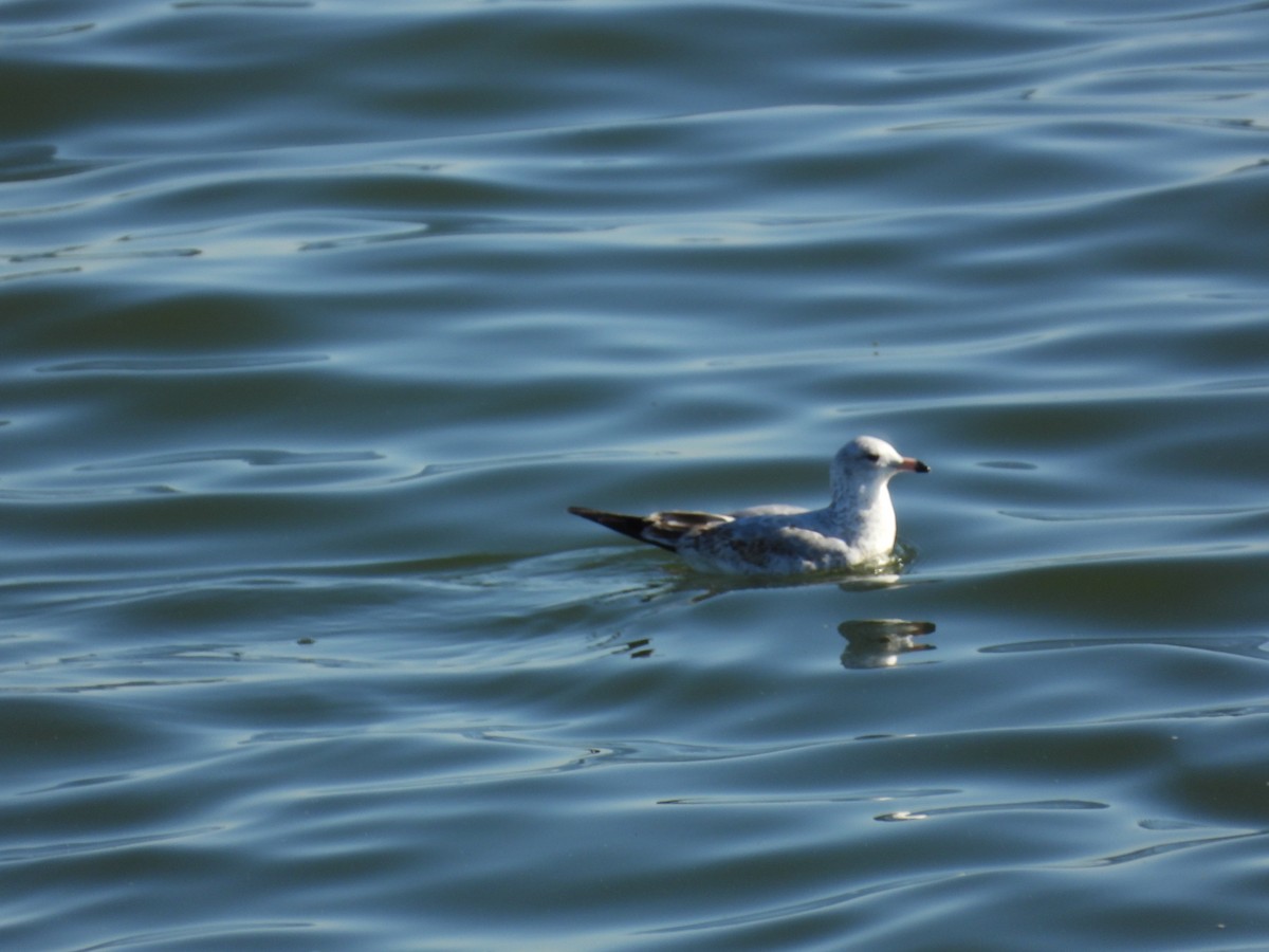 ringnebbmåke - ML645444123