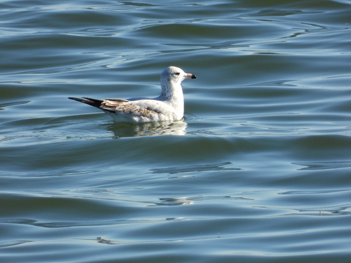 ringnebbmåke - ML645444124