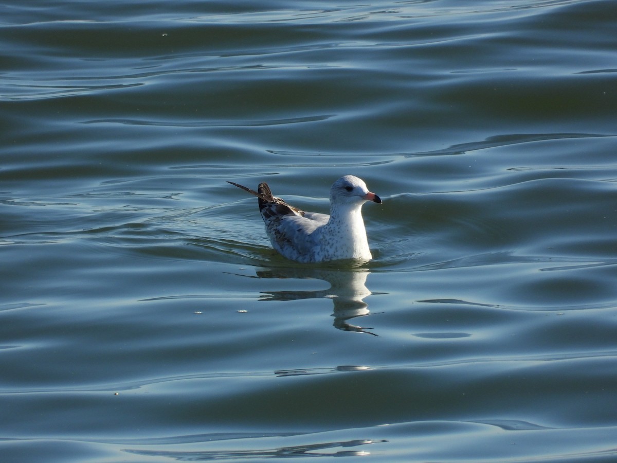 ringnebbmåke - ML645444125