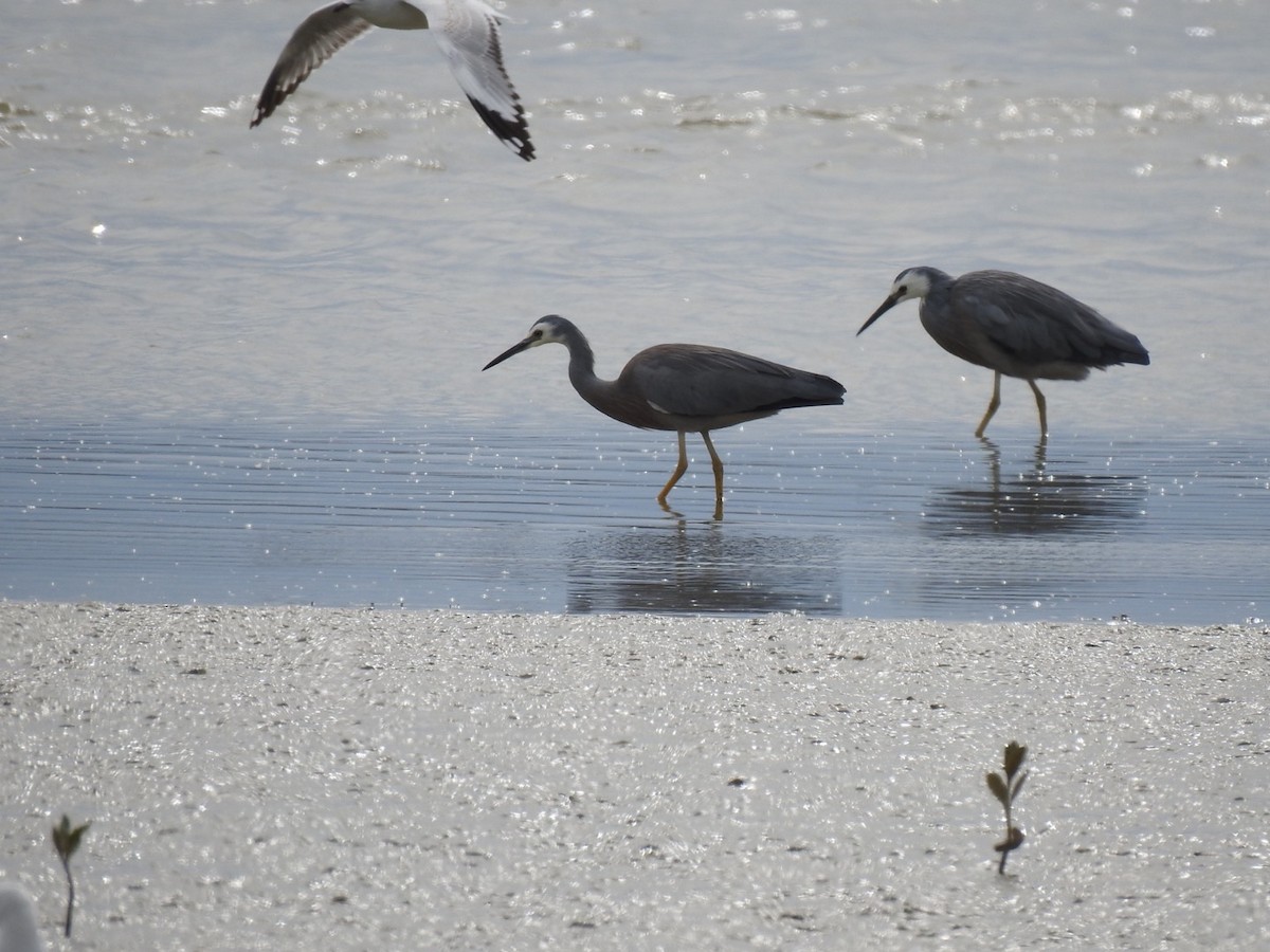 volavka bělolící - ML645444130