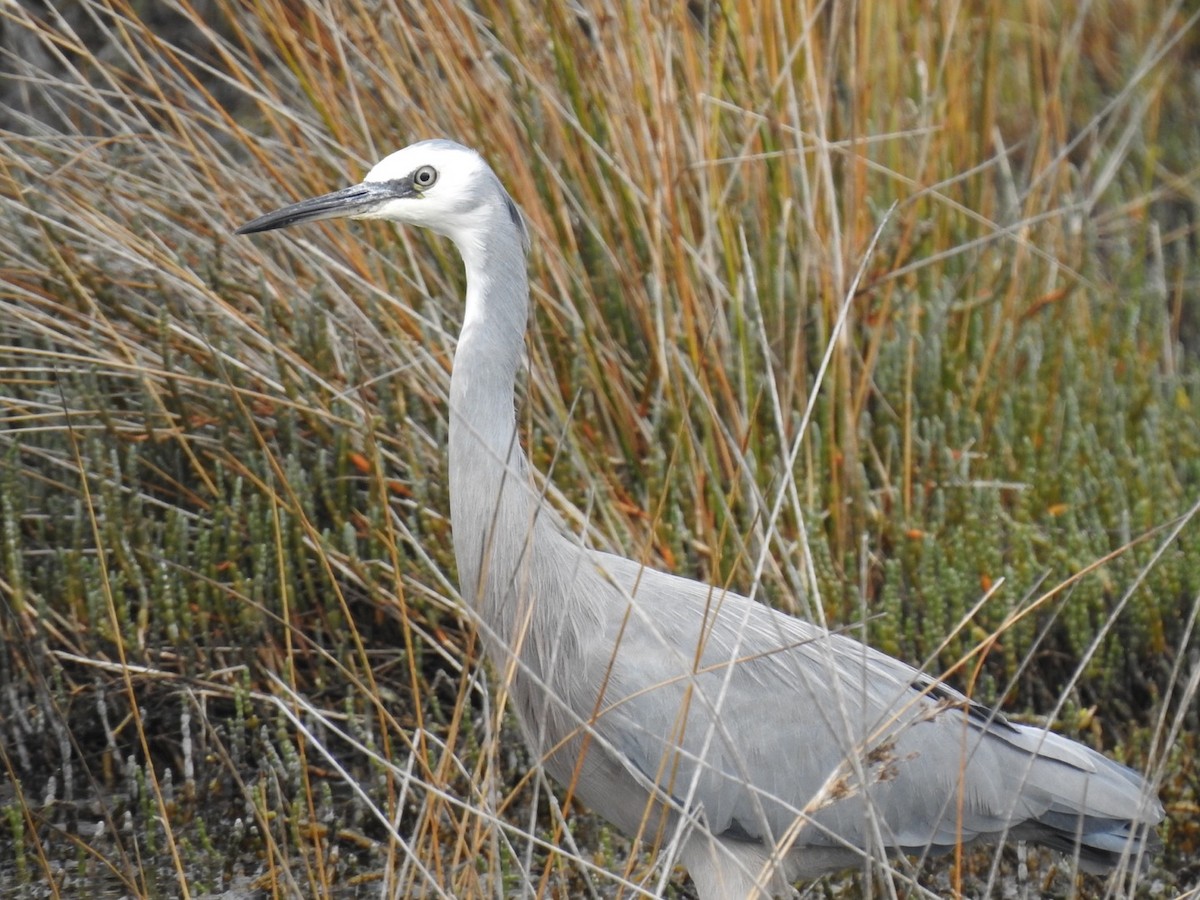 volavka bělolící - ML645444131