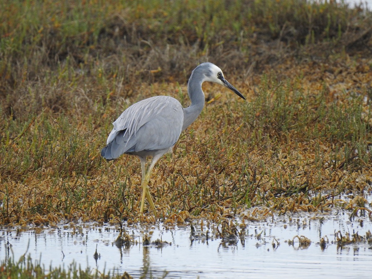 volavka bělolící - ML645444132