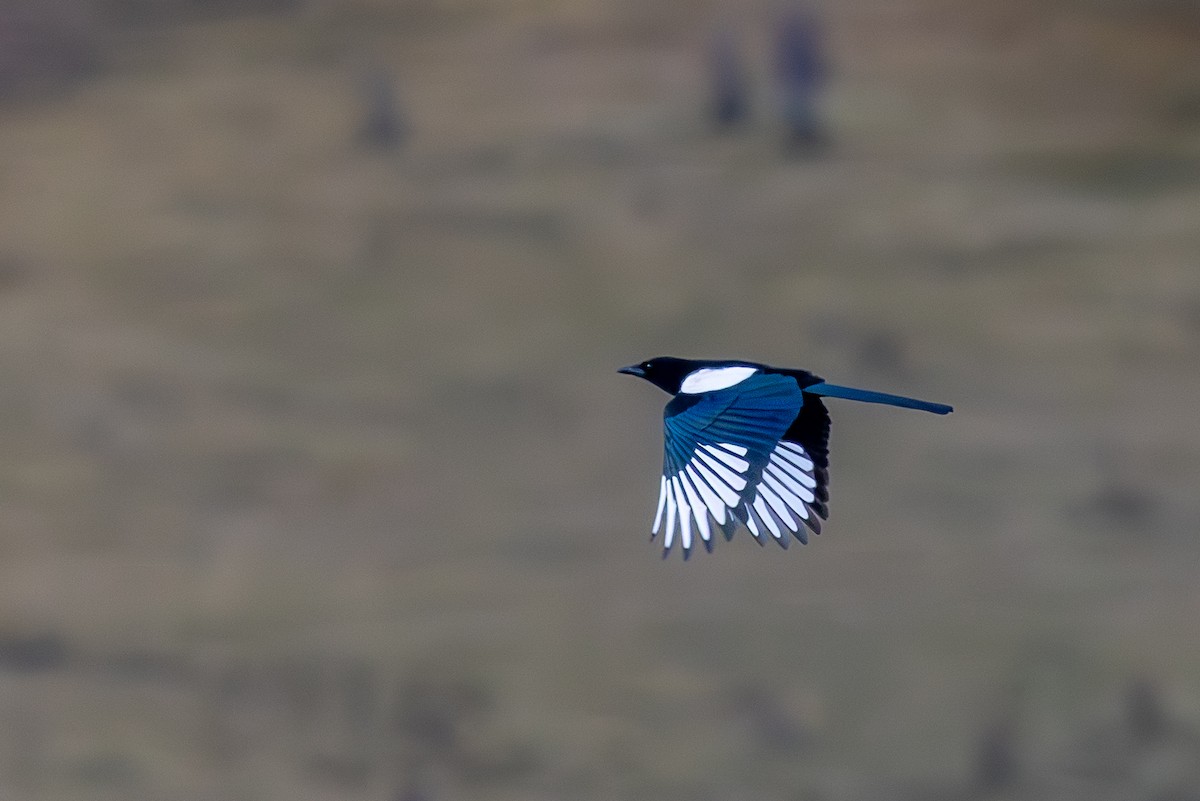 ヒマラヤカササギ - ML645444142