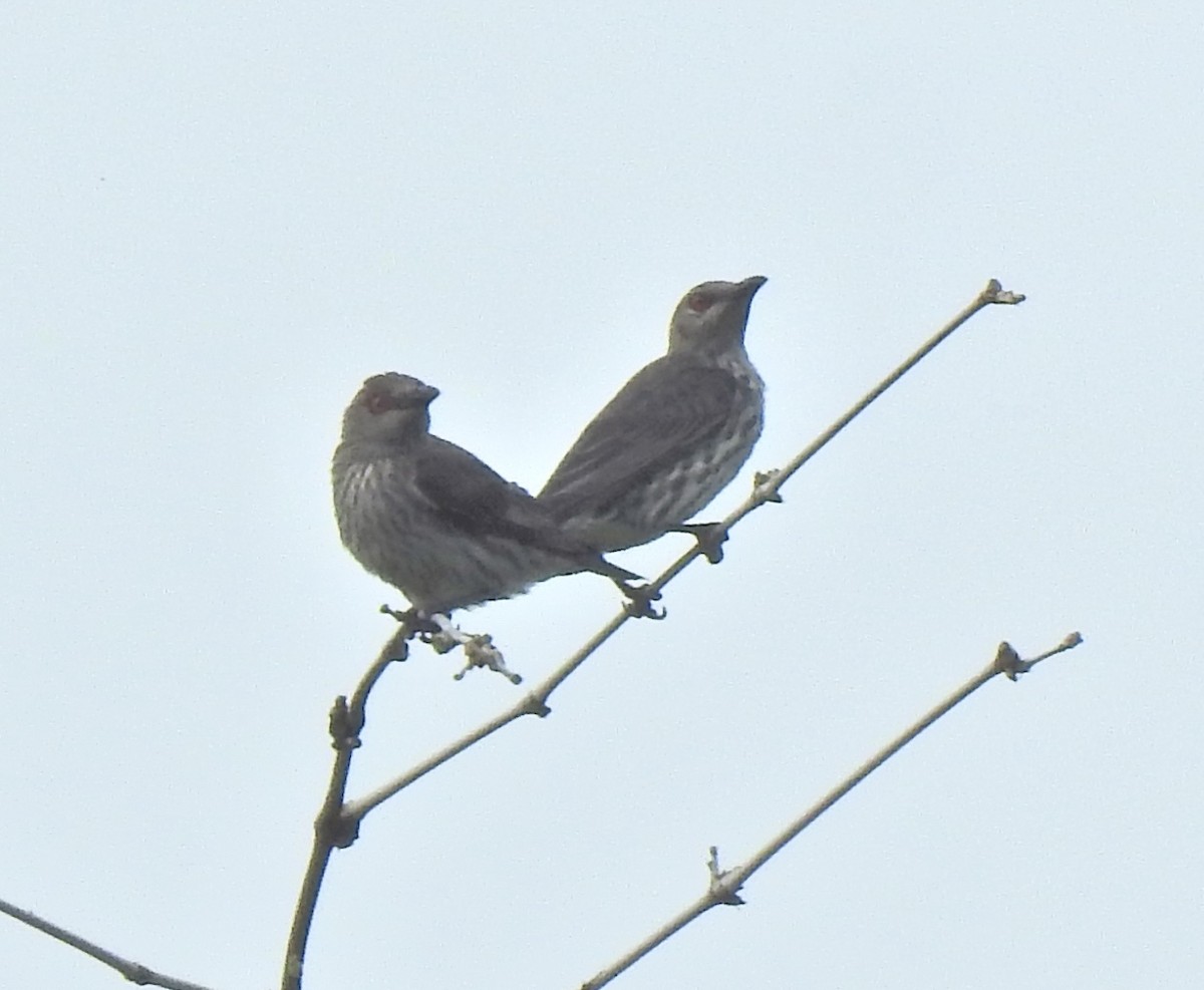 Asian Glossy Starling - ML645444146