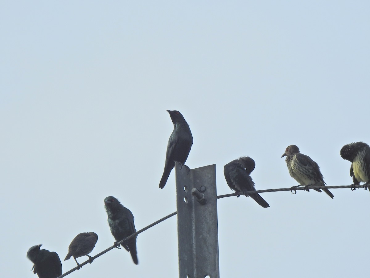 Asian Glossy Starling - ML645444147