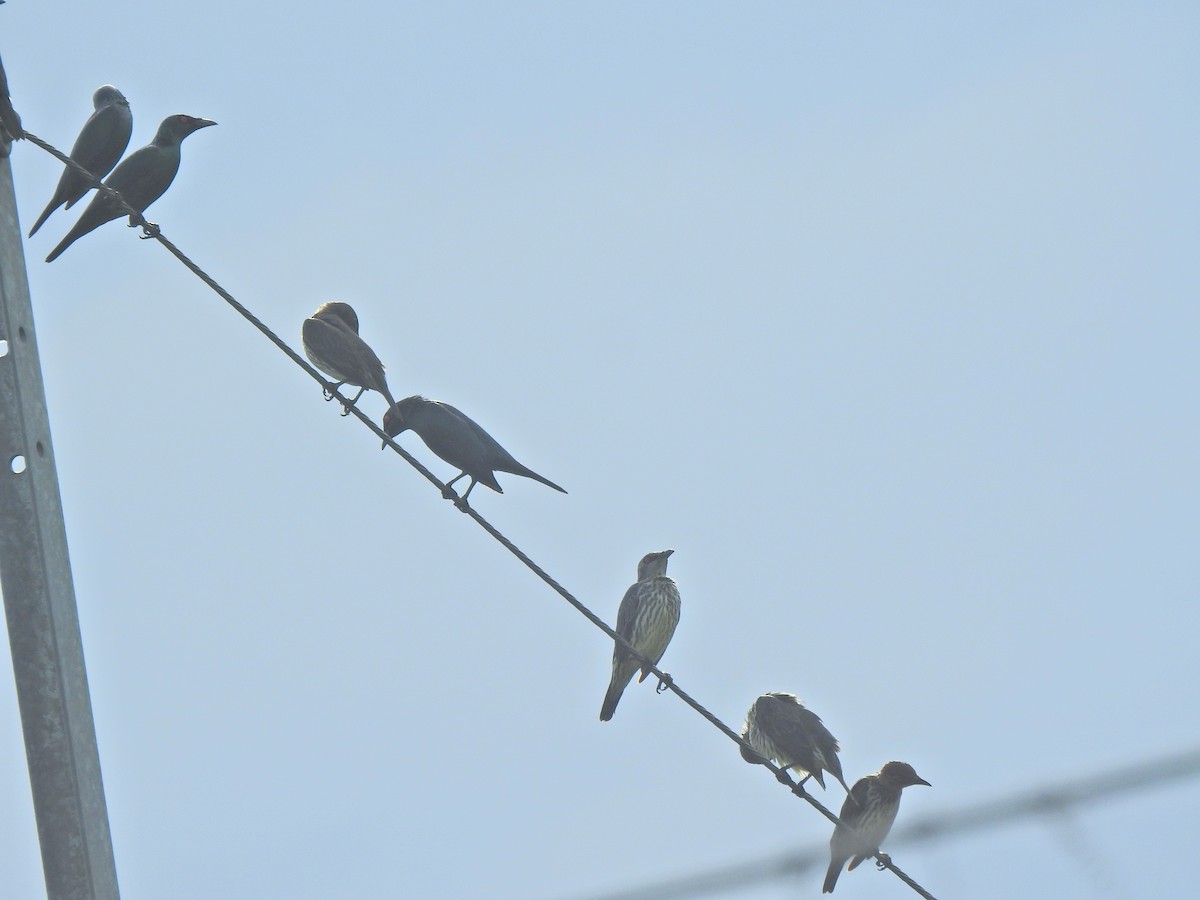 Asian Glossy Starling - ML645444148