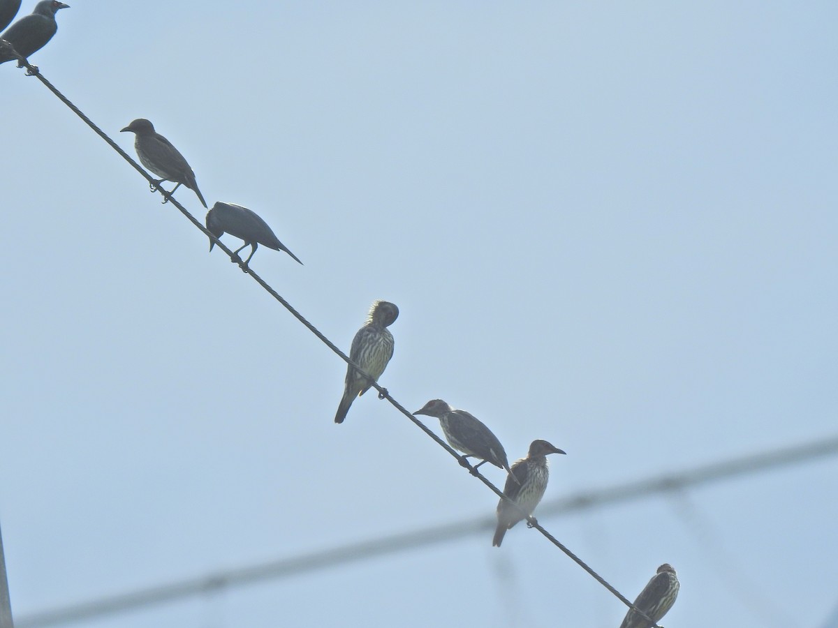 Asian Glossy Starling - ML645444149