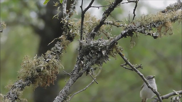 Plain Tyrannulet - ML645444154