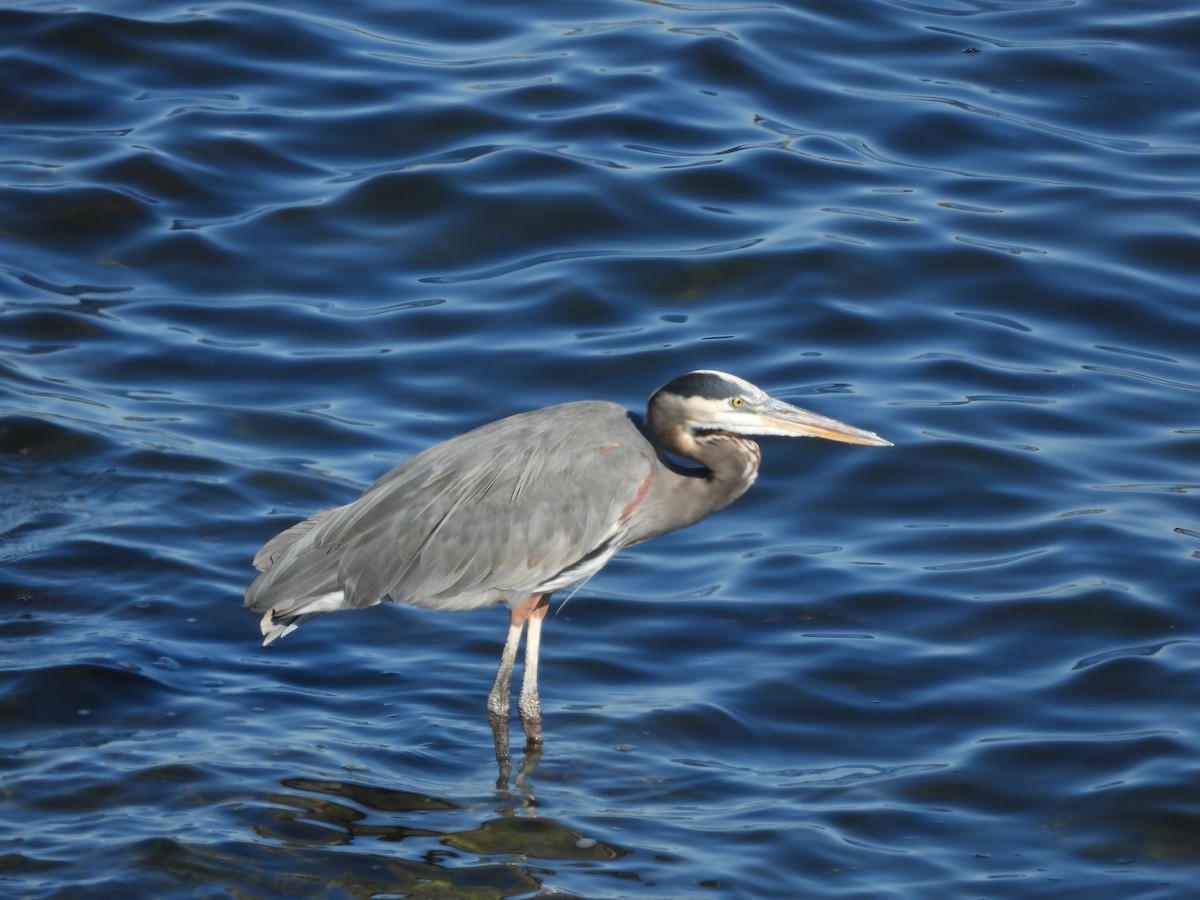 Great Blue Heron - ML645444165