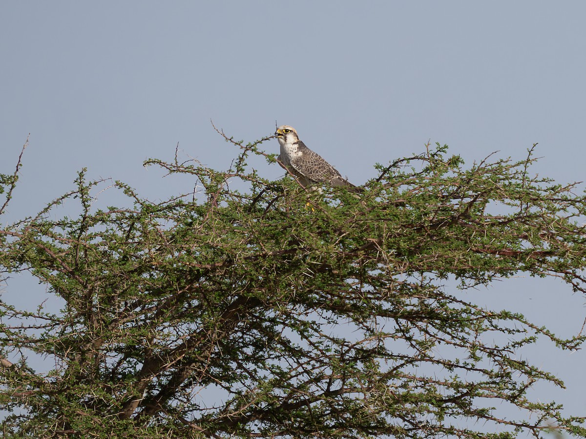 raroh jižní - ML645444171