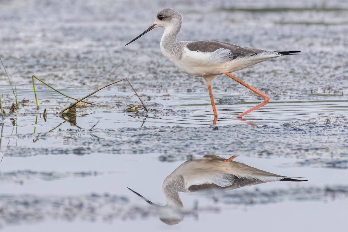 高蹺鴴 - ML645444178