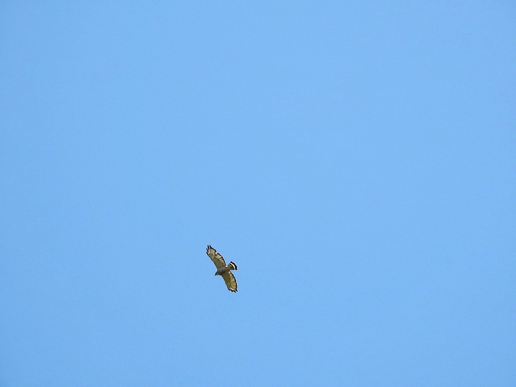 Broad-winged Hawk - ML645444184