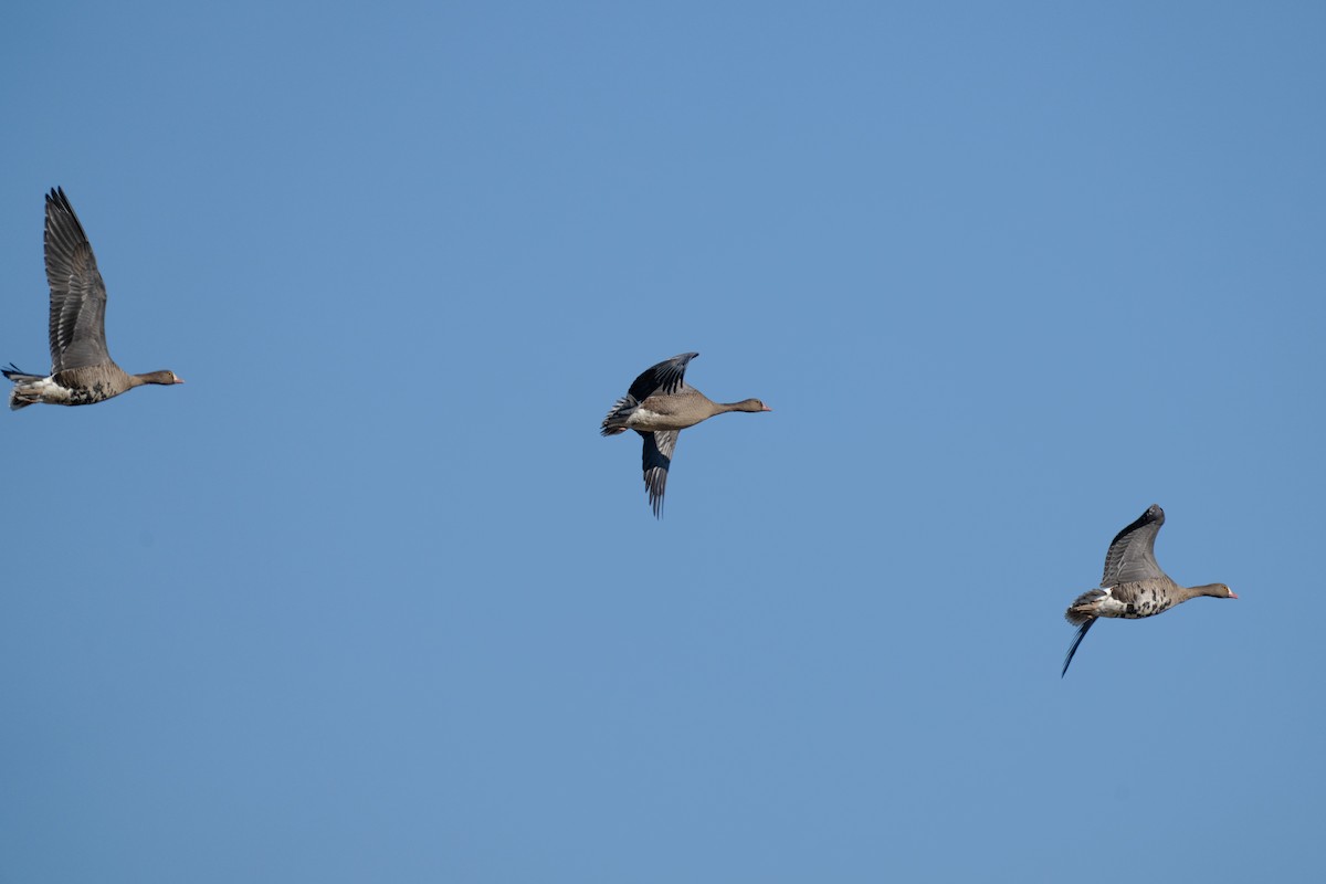 Пискулька - ML645444187