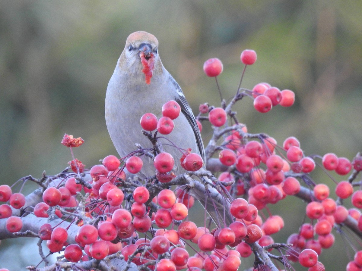 hýl křivčí - ML645444188
