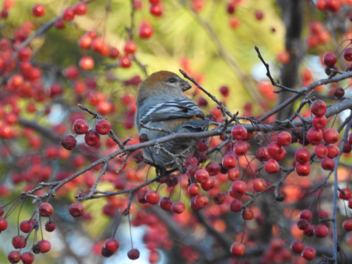 hýl křivčí - ML645444189
