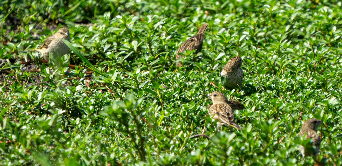 Короткоклювый зерноед - ML645444191