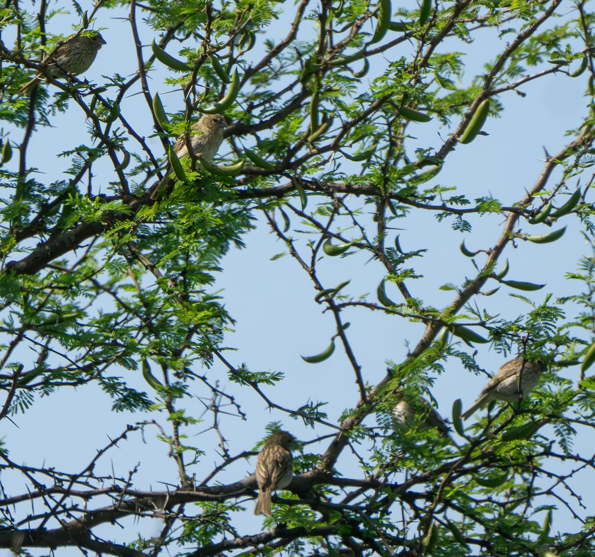 Короткоклювый зерноед - ML645444192