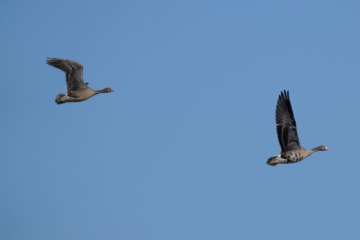 Пискулька - ML645444193