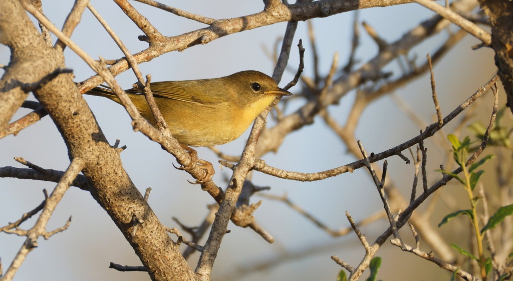 Common Yellowthroat - ML645444195