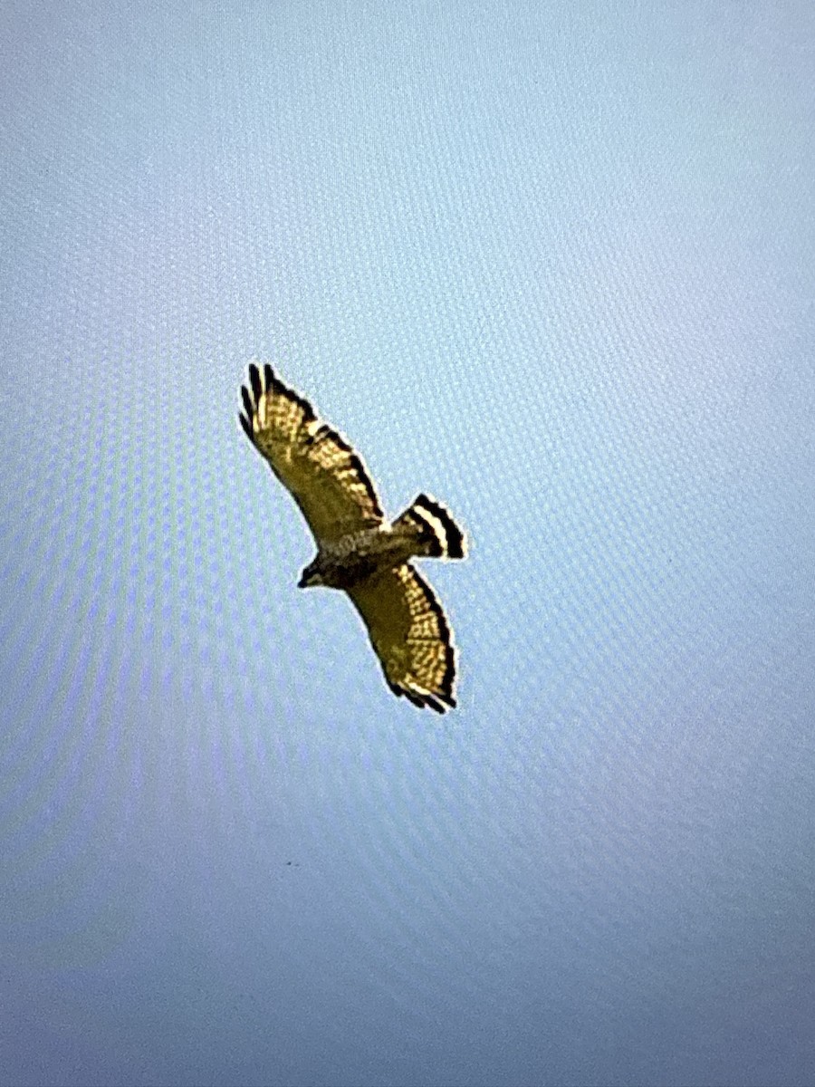 Broad-winged Hawk - ML645444200