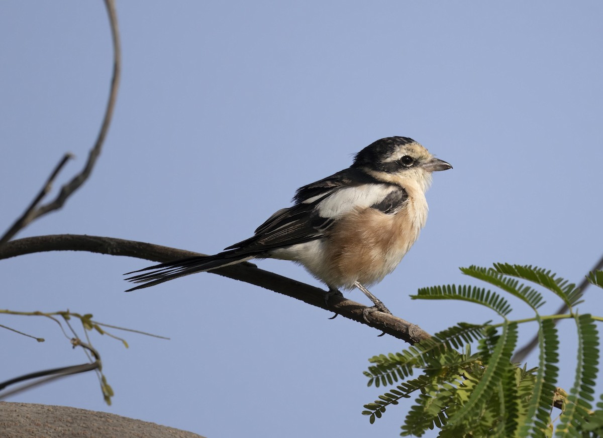 Averla mascherata - ML645444201