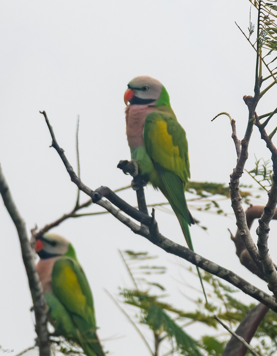 Red-breasted Parakeet - ML645444212