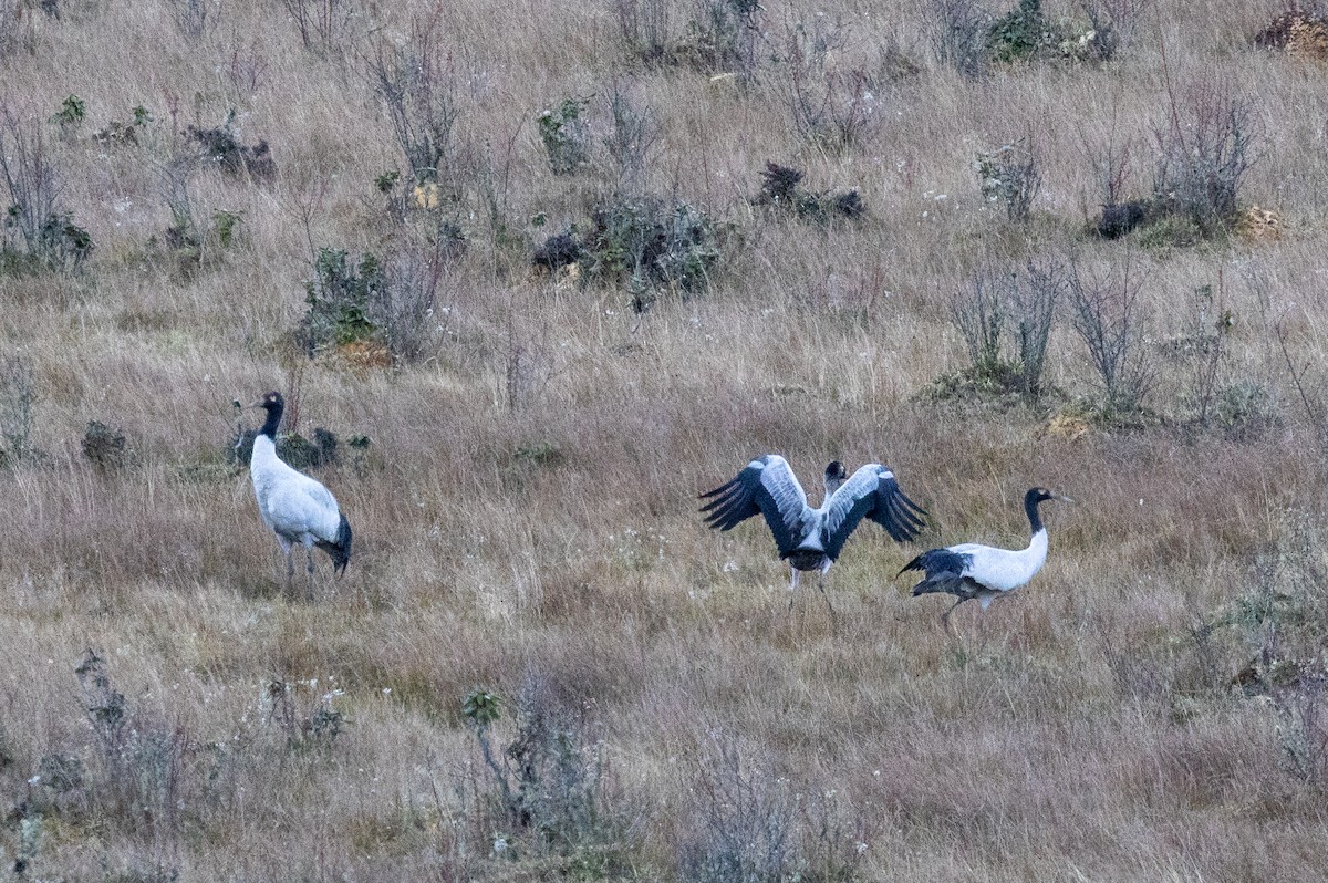 Black-necked Crane - ML645444215
