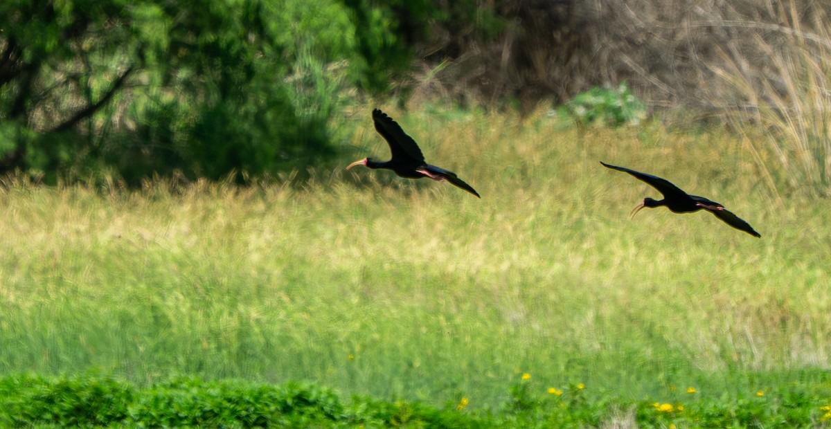 Bare-faced Ibis - ML645444216