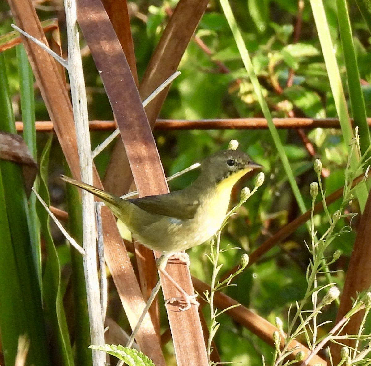 Common Yellowthroat - ML645444224
