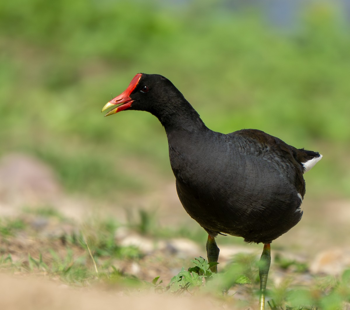 amerikasivhøne - ML645444228