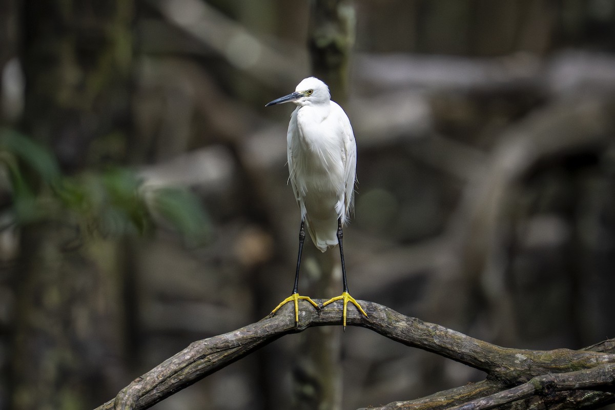 Little Egret - ML645444229