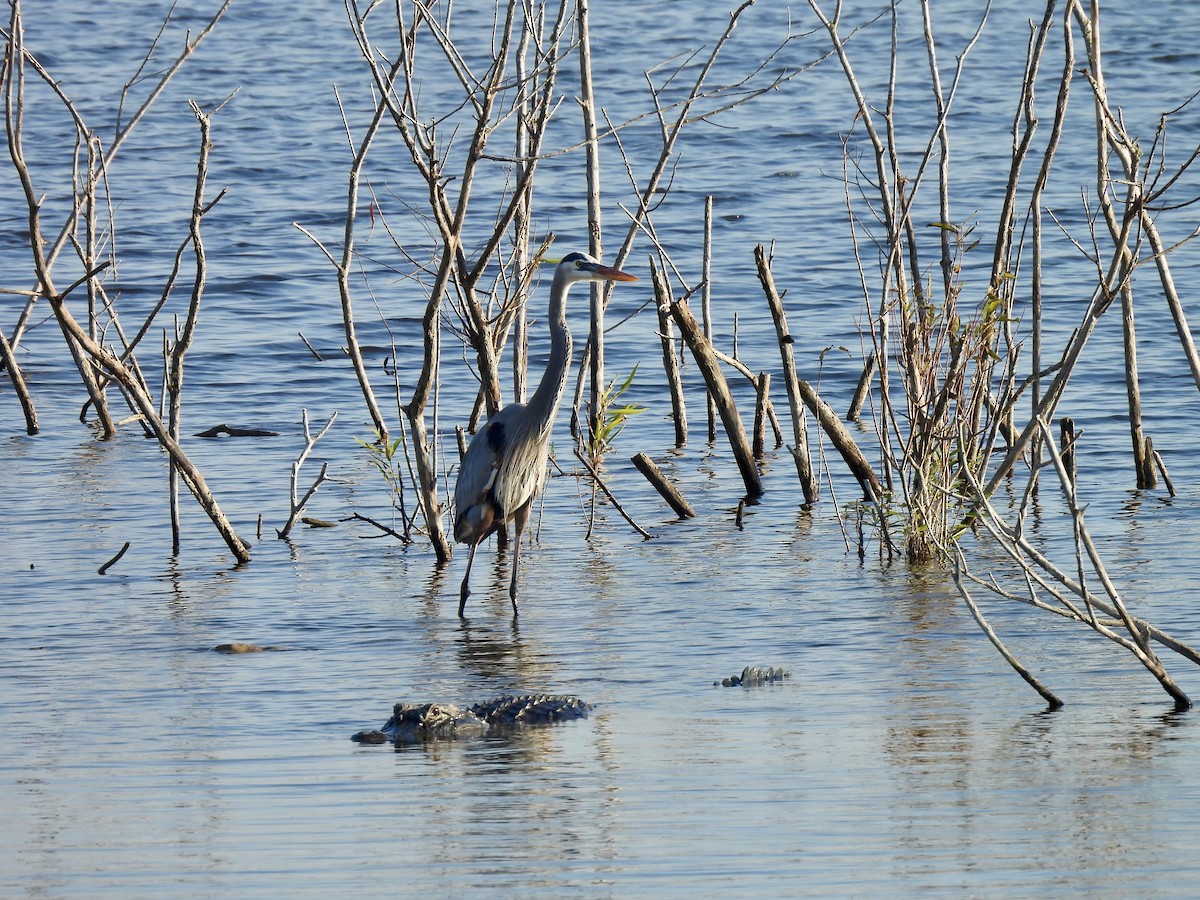 Great Blue Heron - ML645444241