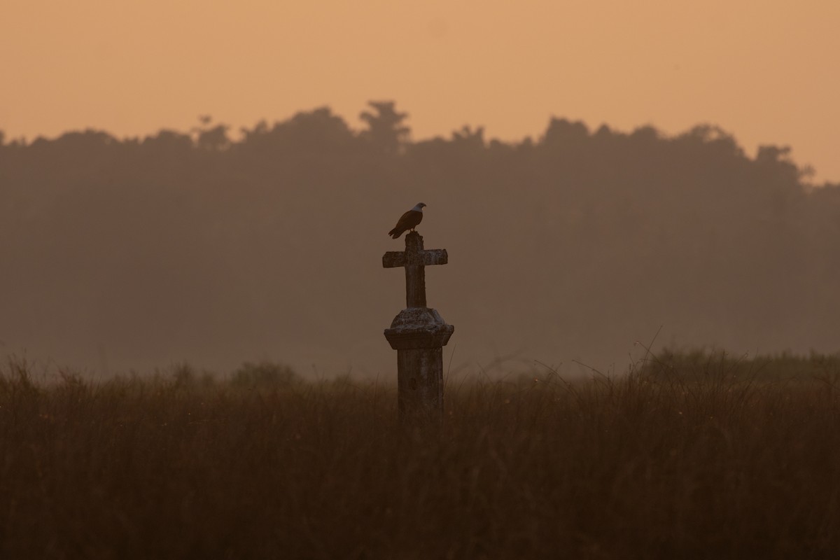 luňák bělohlavý - ML645444246