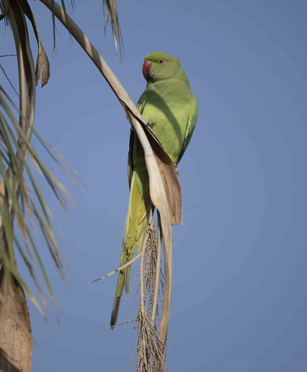 Parrocchetto dal collare - ML645444253