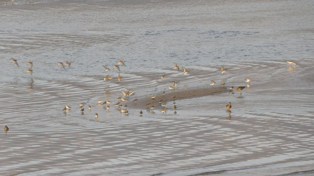 黑腹濱鷸 - ML645444280