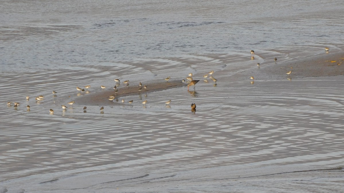 黑腹濱鷸 - ML645444281