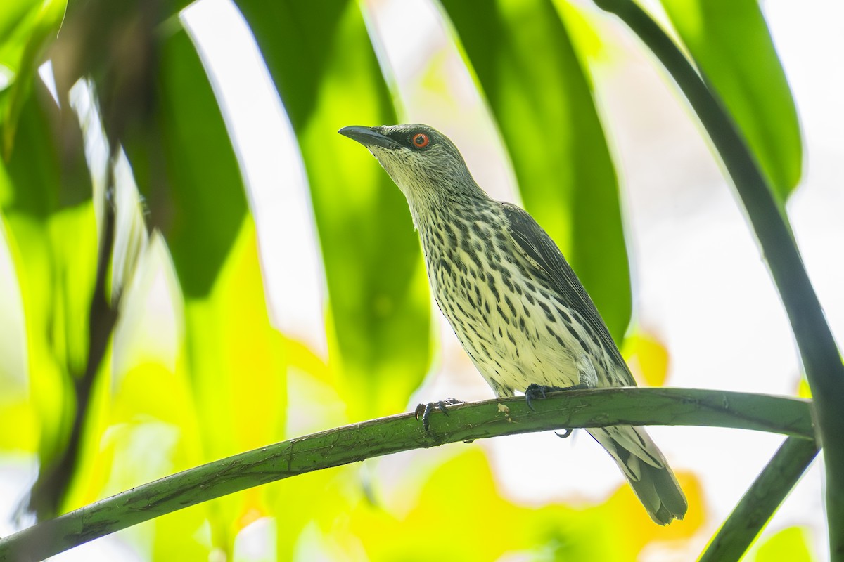 Asian Glossy Starling - ML645444296