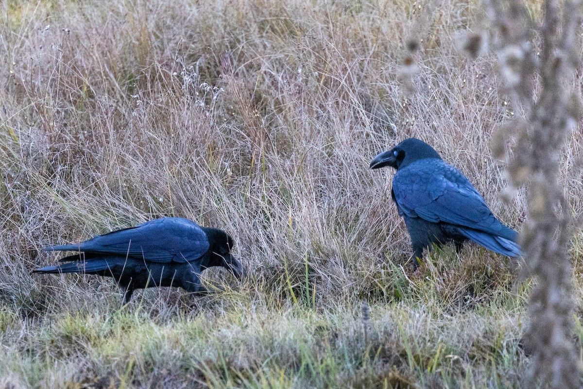 vrána tlustozobá - ML645444311