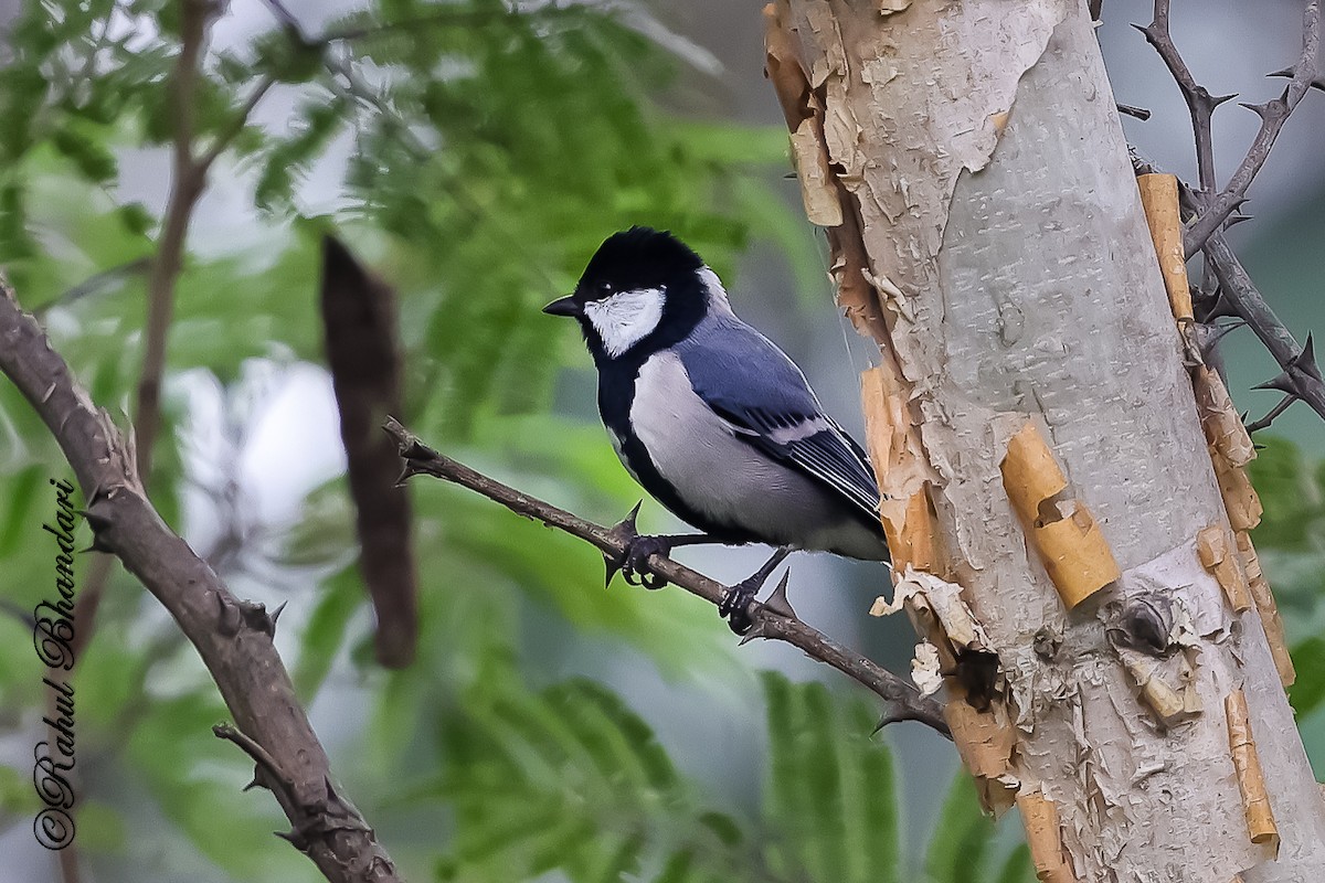 シジュウカラ（cinereus グループ） - ML645444344